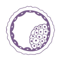 Embryo Biopsy Icon