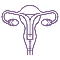 Uterine Lining