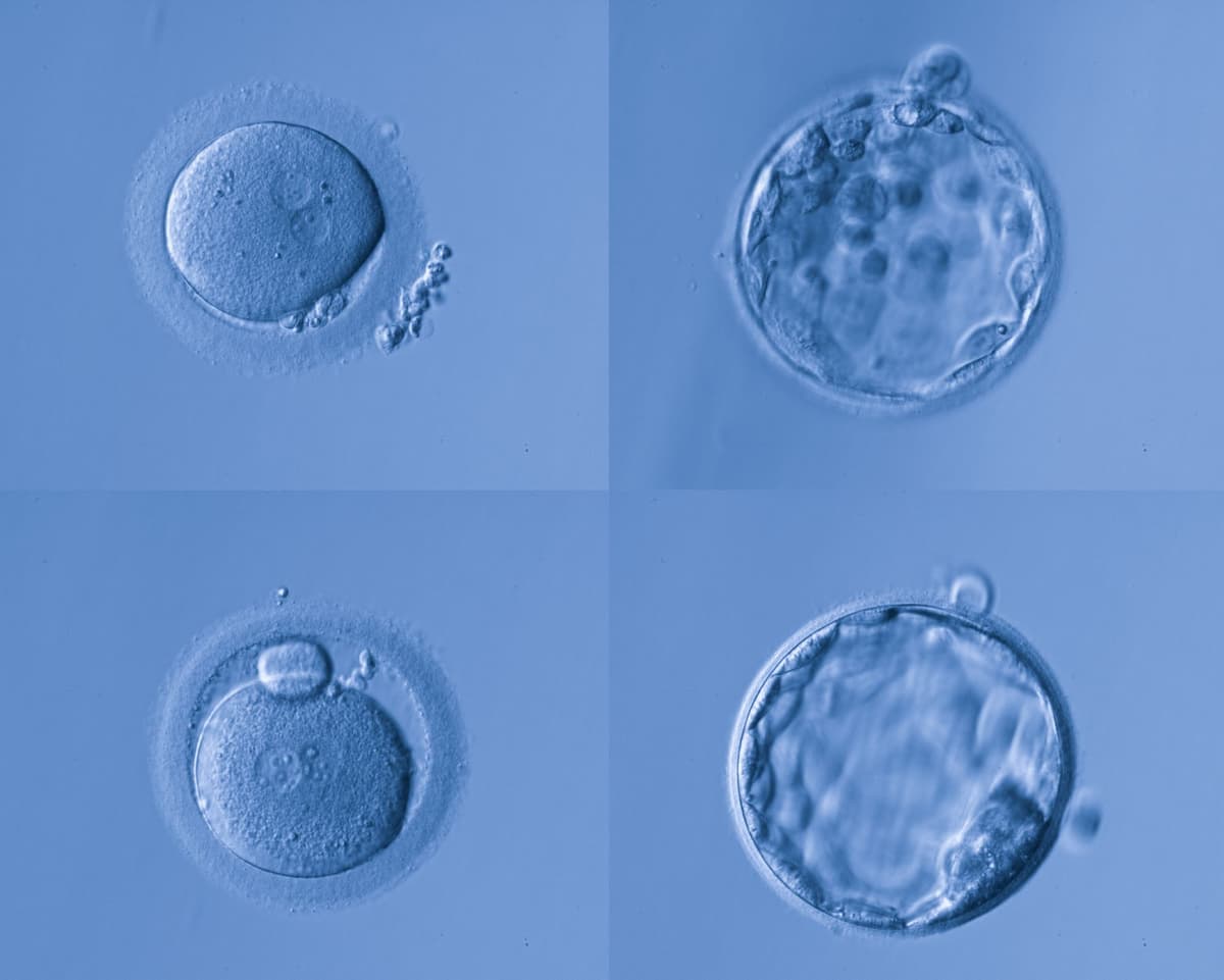 Embryo Development Stages