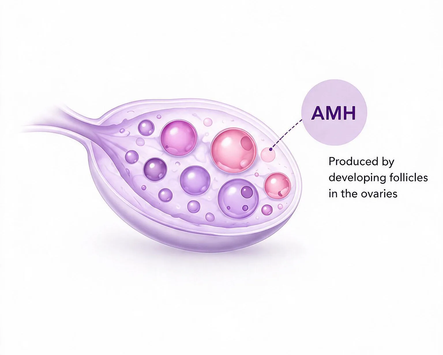 Ovary illustration showing follicles and AMH production