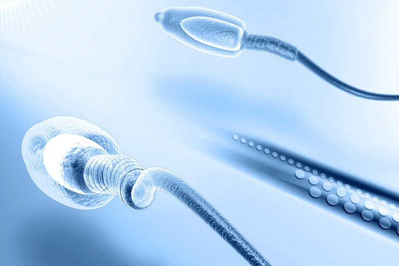 Male Fertility Testing