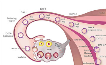 Ovulation Induction