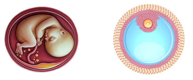 Follicle and Fetus