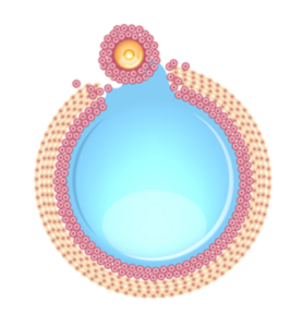 Ovulating Follicle