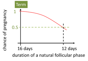 Term Egg