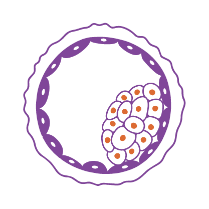 Embryo Biopsy Icon