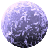 ball_2 ball_2